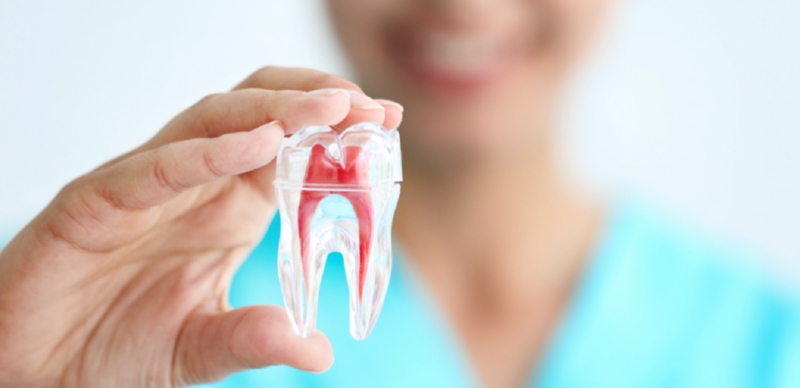 Tủy răng là gì? Cấu tạo và tác dụng của chúng 2