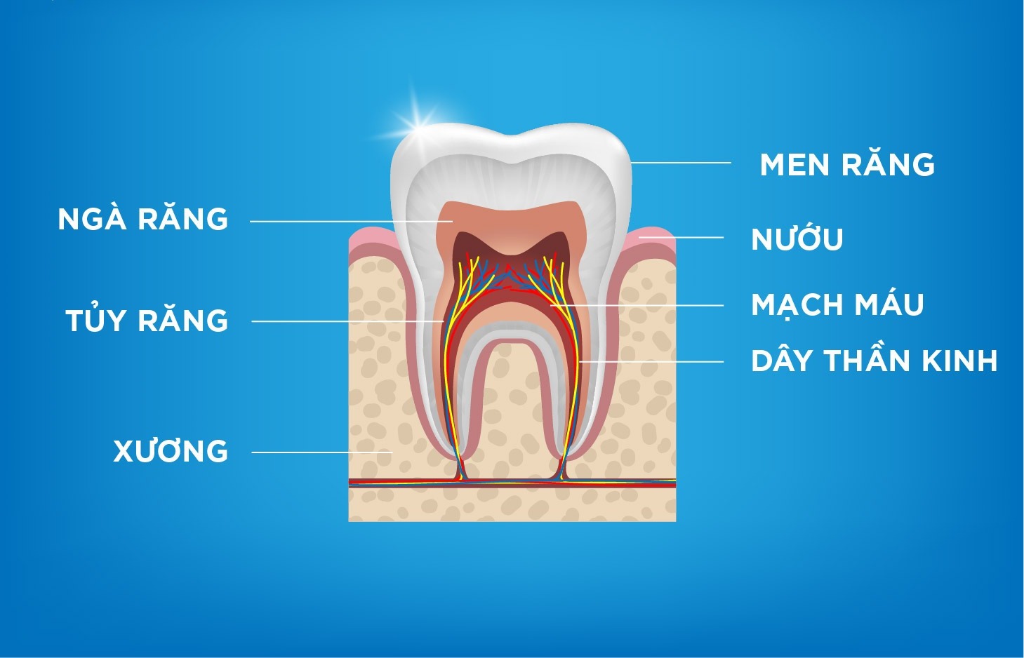 Tủy răng là gì? Cấu tạo và tác dụng của chúng 3